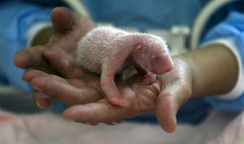 Nacen cuatro nuevos pandas en la provincia china de Sichuan