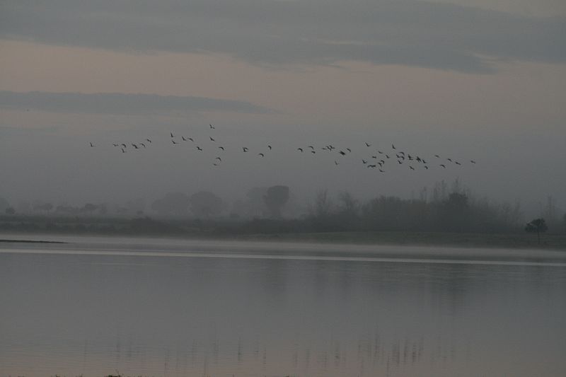 Niebla en El Rocío, Málaga. 10/12/2008