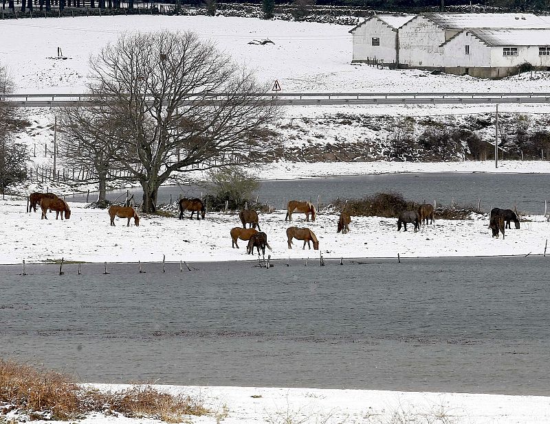 Varios caballos buscan pasto a orillas del pantano del Ebro, cubierto por la nieve debido a las intensas nevadas que están cayendo en las zonas interiores de la cornisa cantábrica.