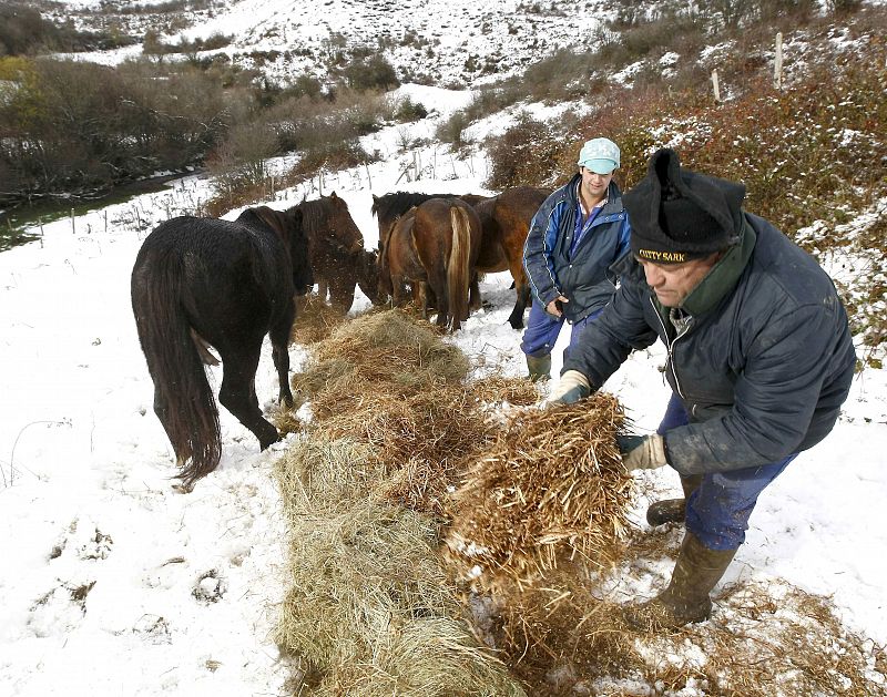 Un ganadero y su hijo dan de comer a sus caballos tras quedar estos aislados por la nieve, debido a las intensas nevadas que estan cayendo en las zonas interiores de la cornisa cántabrica.