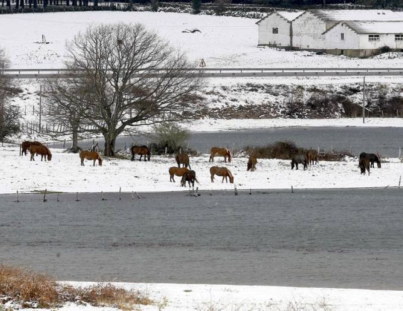 Varios caballos buscan pasto a orillas del pantano del Ebro, cubierto por la nieve debido a las intensas nevadas que están cayendo en las zonas interiores de la cornisa cantábrica.