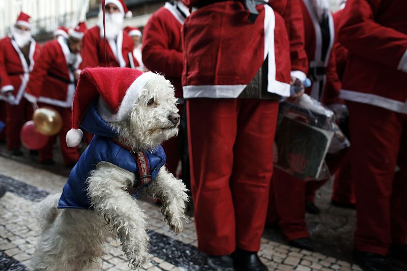 Dog dressed in a Santa Claus costume is pictured during a parade in the streets of Porto during a parade in the streets of Porto