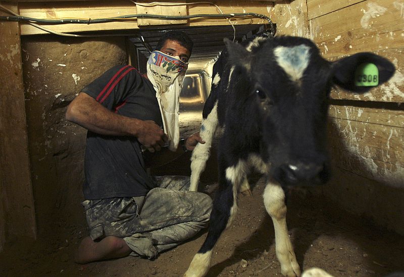 Un palestino pasa un ternero por un túnel entre la Franja de Gaza y Egipto. Imagen tomada el 4 de diciembre de 2008.