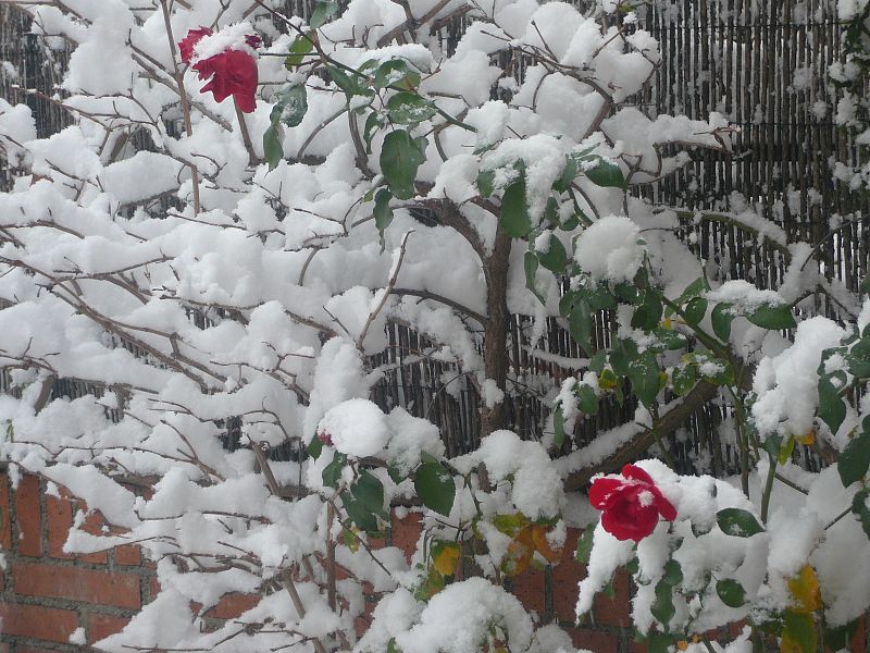 Flores del suave otoño y nieve