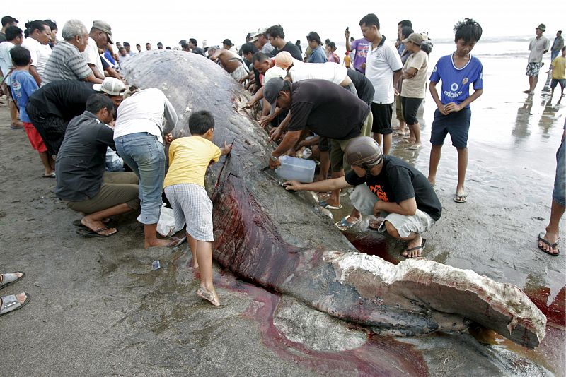 Ballena varada en Bali