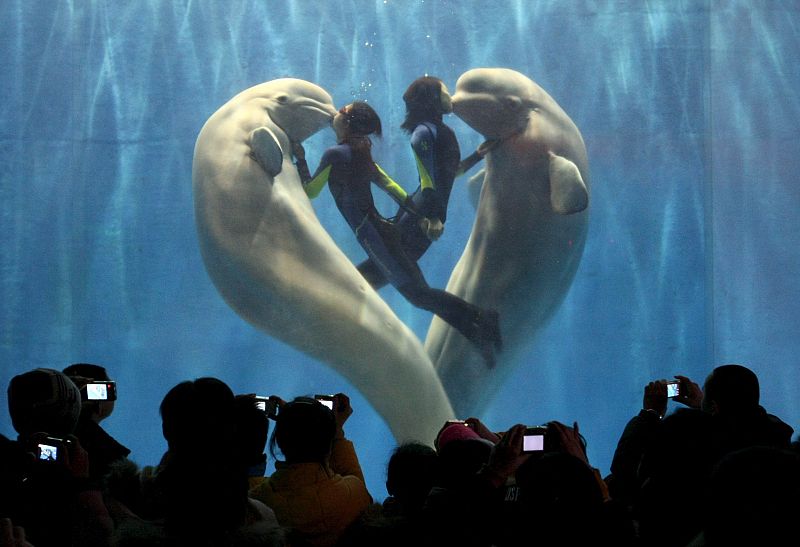 Exibición de ballenas blancas en China