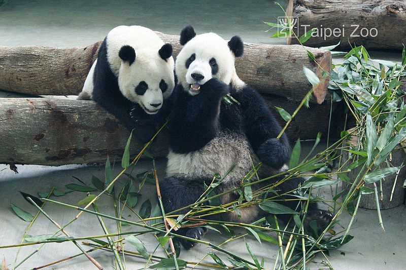 OSOS PANDA EN EL ZOO DE TAIPEI