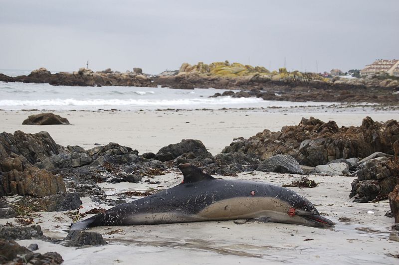 CETÁCEOS Y AVES MARINAS AFECTADOS POR TEMPORAL COSTA GALLEGA