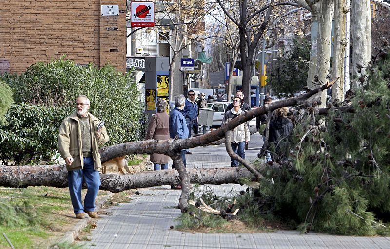 Un pino caído por los fuertes vientos que soplan en Barcelona obstruye la calle Mallorca.