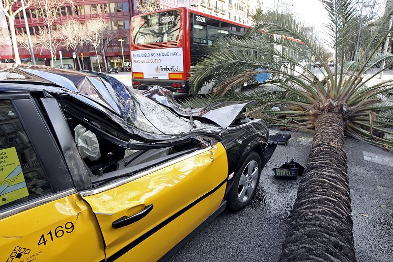 Una palmera ha caído sobre un taxi que circulaba por la Avenida Diagonal de Barcelona