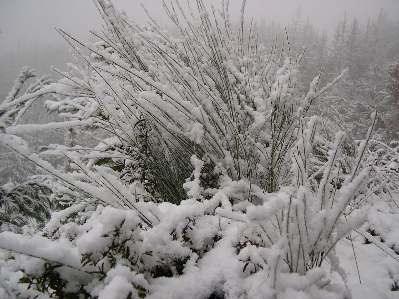 El Bierzo, León.(26/01/09)