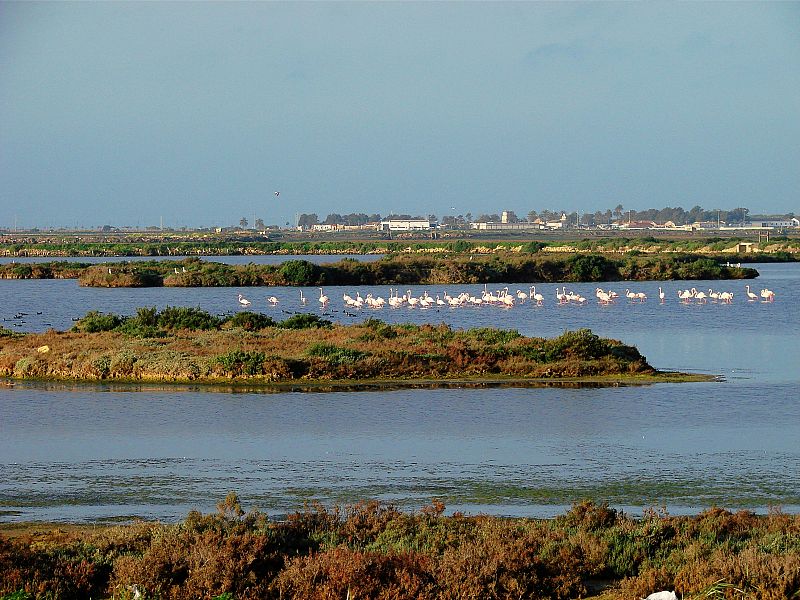 Parque Natural Bahía de Cádiz, Chiclana de la Frontera.(30/01/09)