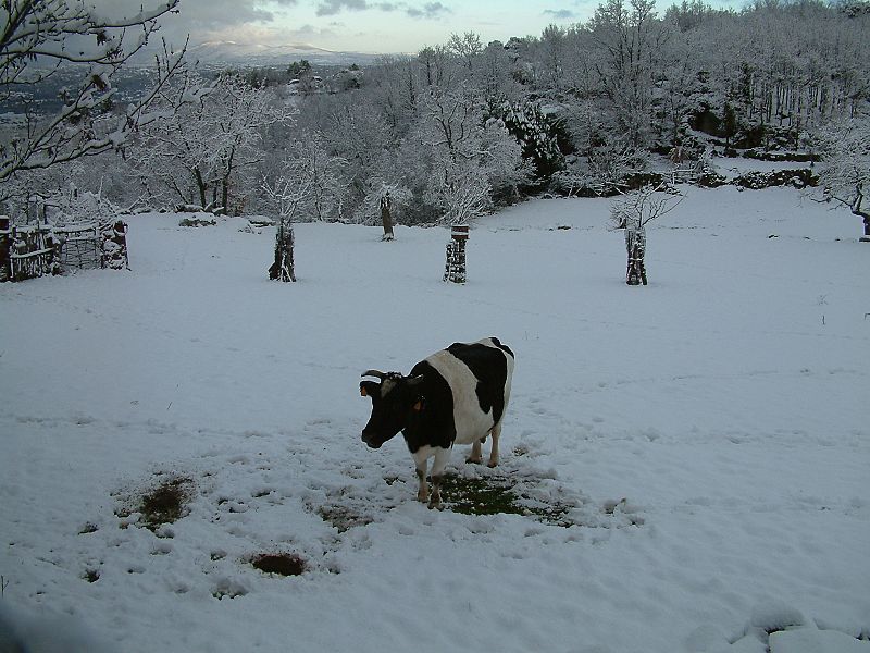 Nieve en Fuentebuena, Salamanca.