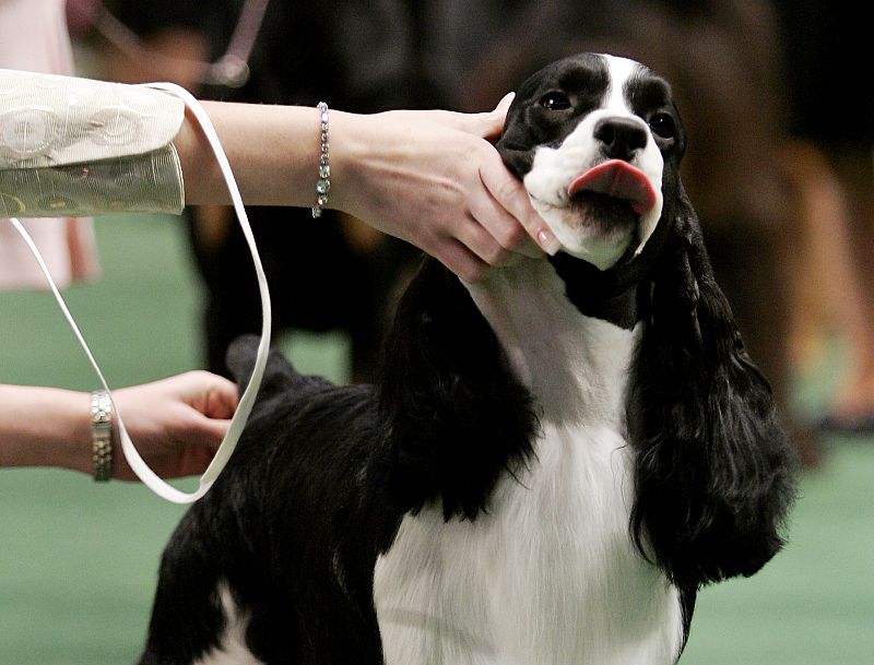 Un cocker spaniel da lo mejor de sí mismo durante la exhibición.