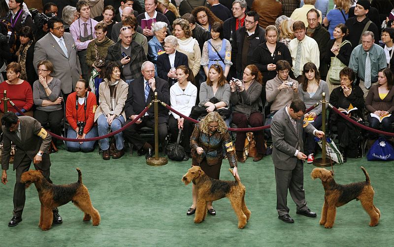 Los terrier ya están preparados para comenzar