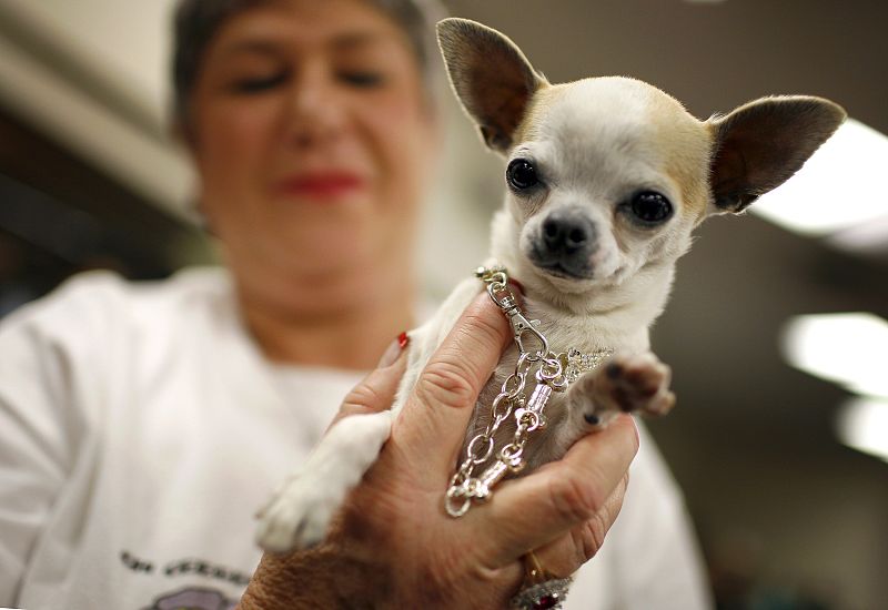 El chihuahua Tarra posa con su dueña