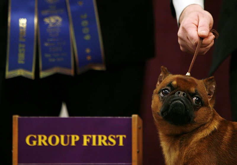 Lincoln, ganador en la categoría de los más pequeños