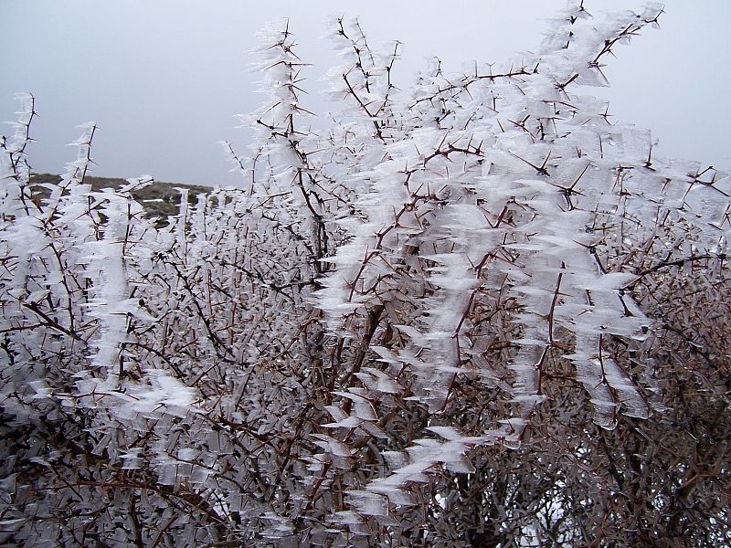 Árboles cubiertos de cristales de hielo en Albacete. 16/02/2009
