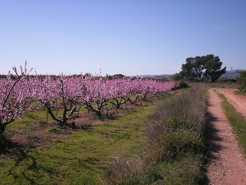 Carlet, Valencia.(18/02/09)