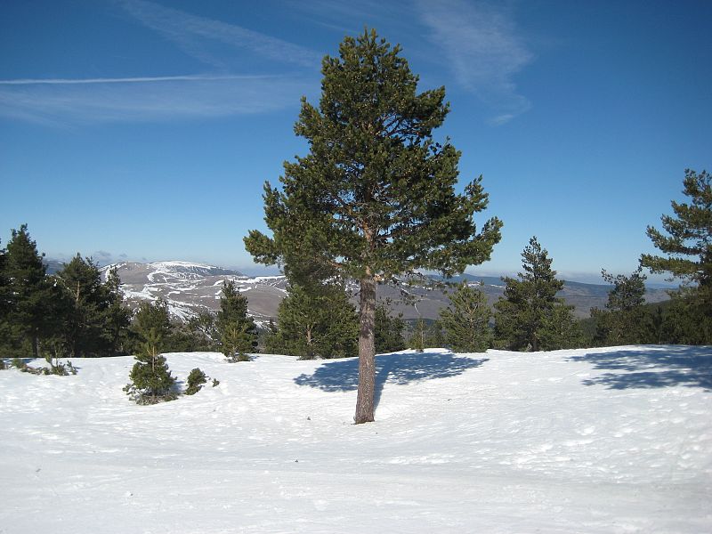 Vinuesa, Soria.(19/02/09)
