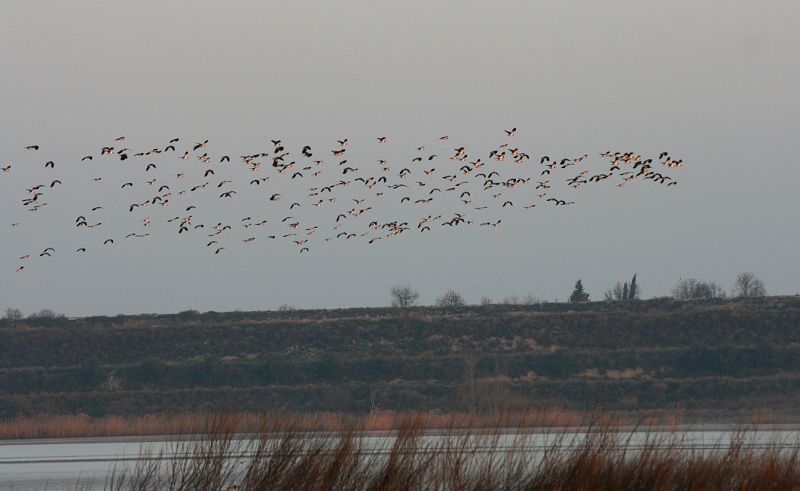 Estany d'Ivars, Cataluña.(19/02/09)