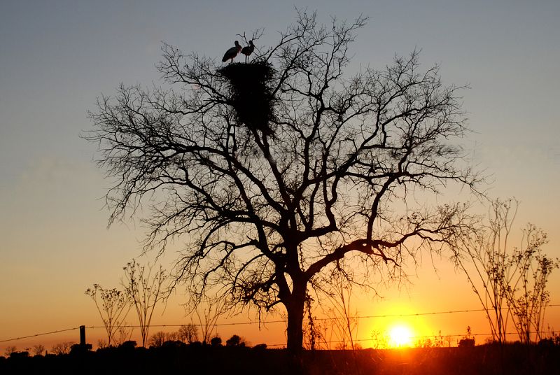 Candeleda, Ávila. 25/02/2009