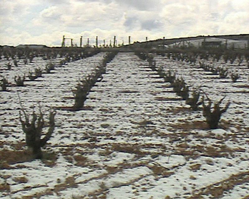 Viñedo nevado en Camporrobles