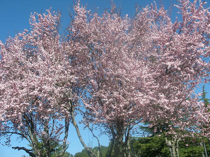 Almendros en flor.(16/03/09)