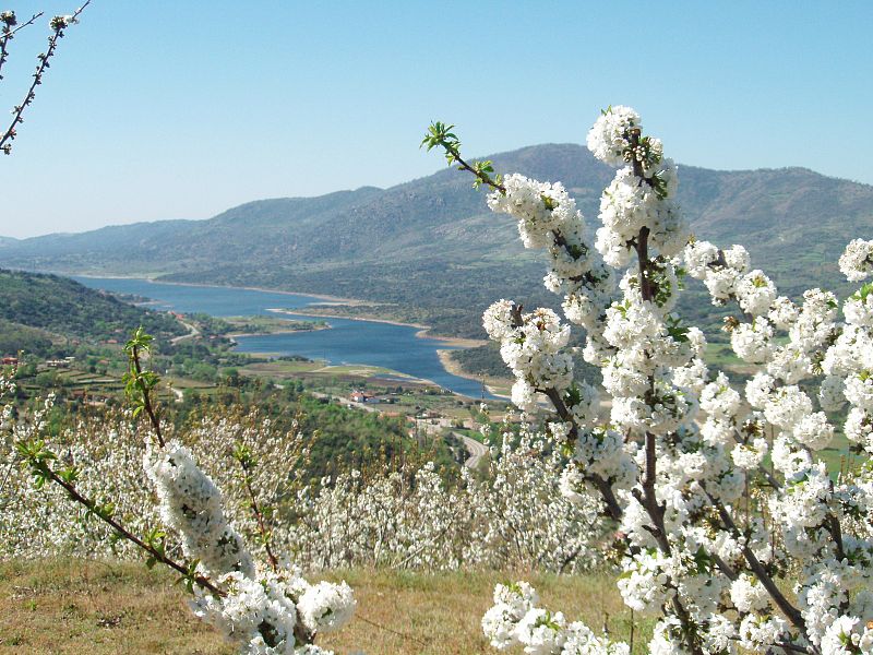 Cerezo en flor en el Valle del Jerte.(17/03/09)