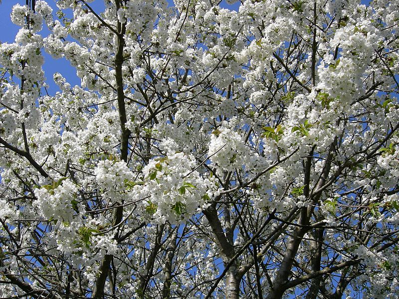 Cerezos en flor en Arbos, Pontevedra. 20/03/2009