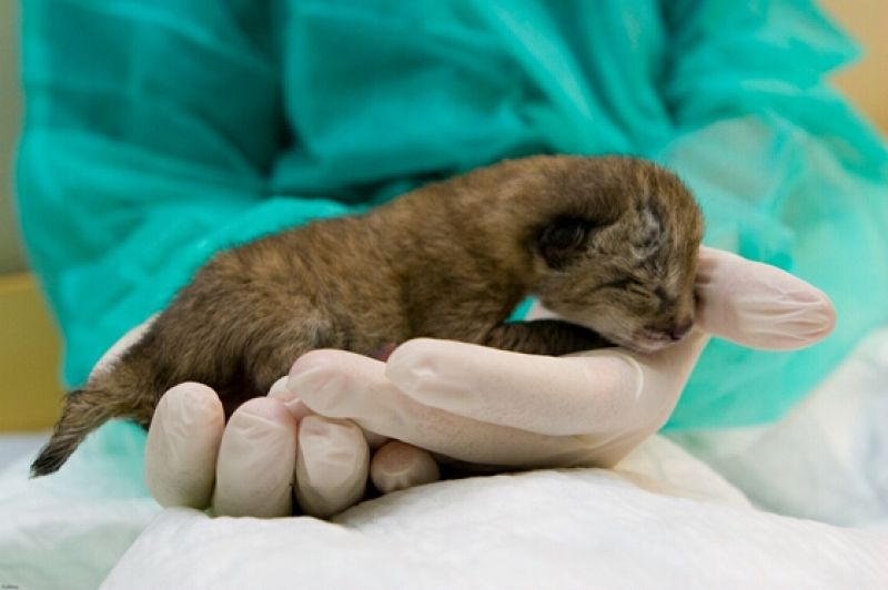 Nace un lince en cautividad
