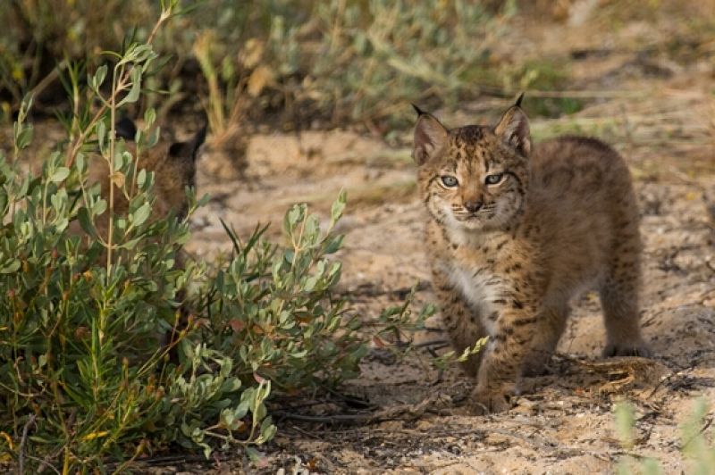 Lince ibérico