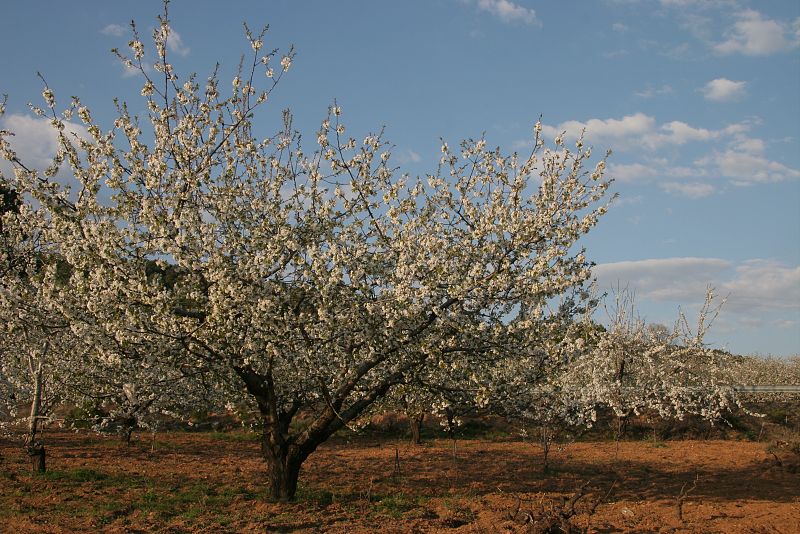 Floración de los cerezos en La Sierra de Francia, Salamanca.(24/03/09)