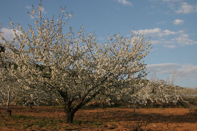 Floración de los cerezos en La Sierra de Francia, Salamanca.(24/03/09)