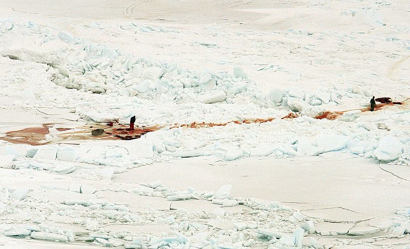 Con el comienzo de la caza, el hielo donde normalmente viven las focas se cubre de sangre.