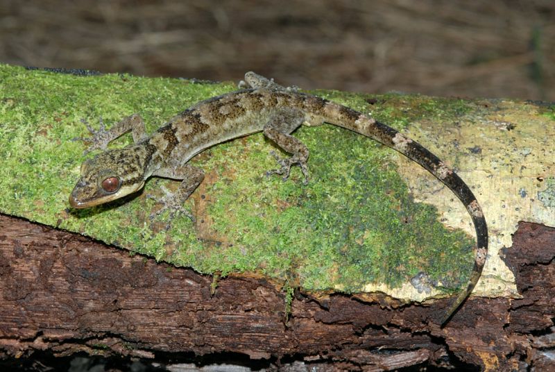 Una lagartija llamada Cyrtodactylus, hasta ahora desconocida.