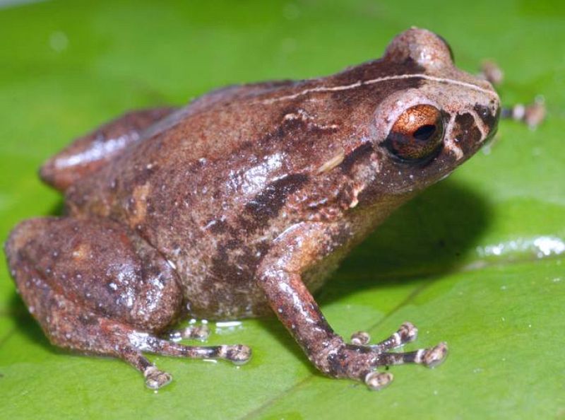 Una pequeña Oreophryne, también desconocida hasta ahora.  