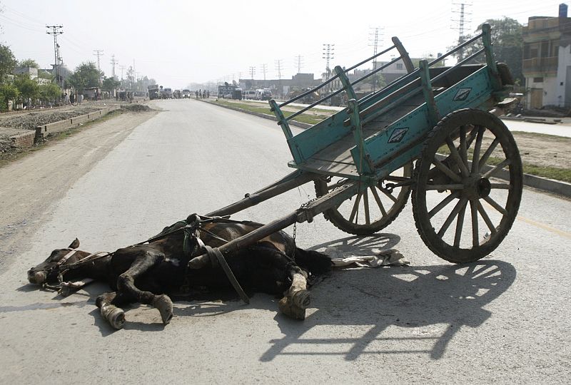 Caballo herido en el tiroteo de Lahore