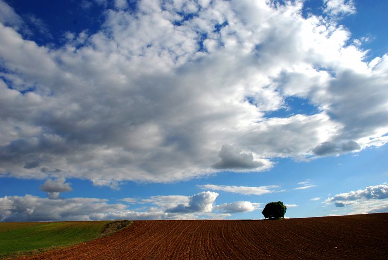 Campos de Toledo. 15/04/2009