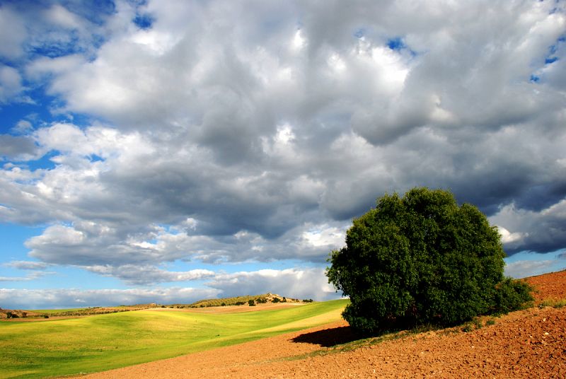 Campos de Toledo. 15/04/2009