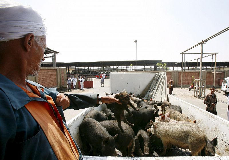 Aunque la OMS ha afirmado que no se ha detectado ningún caso en cerdos, Egipto ha anunciado que sacrificará a todos los ejemplares de estos animales en su país.