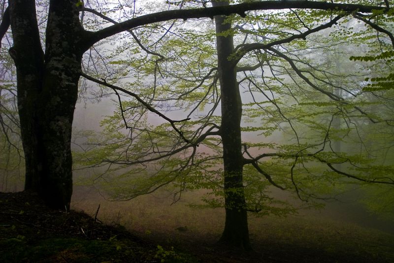Puerto de Artesiaga en el Valle del Baztán, Navarra.(04/05/09)
