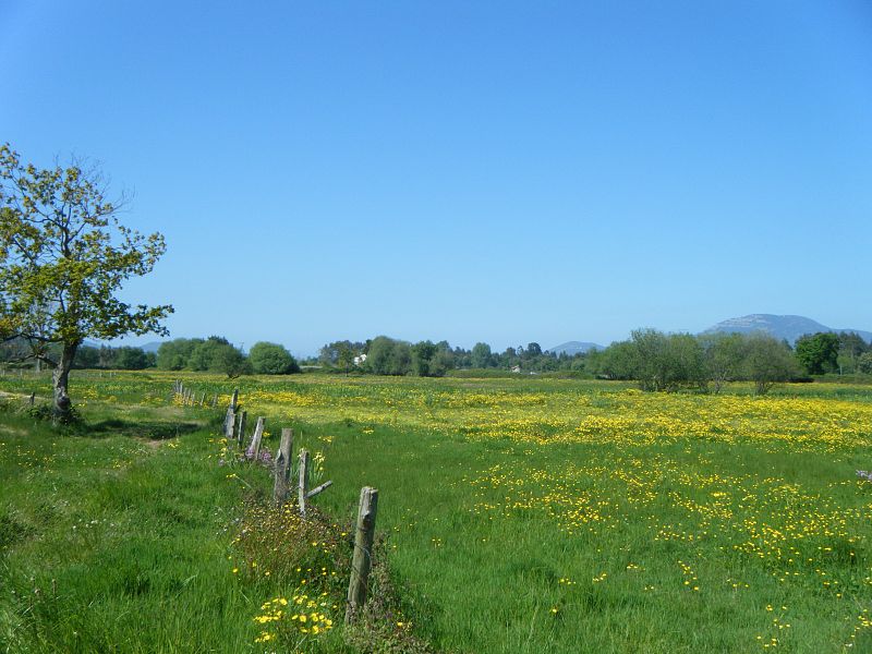 Bárcena de Cicero, Cantabria.(06/05/09)