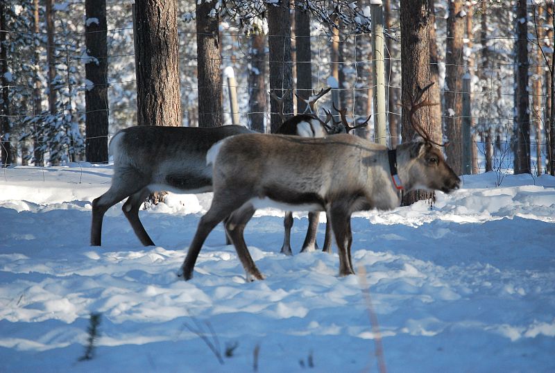 Renos en Laponia