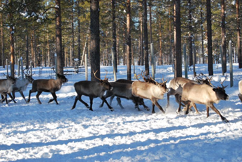 Renos en Laponia
