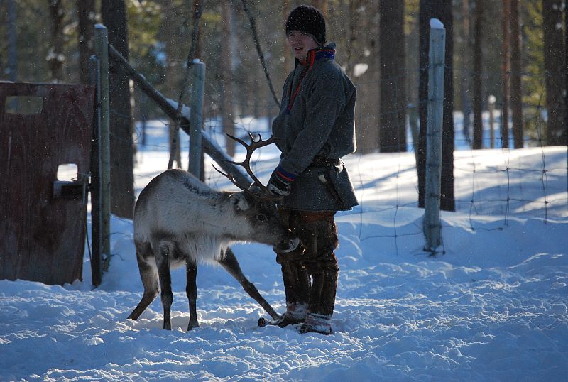 Renos en Laponia