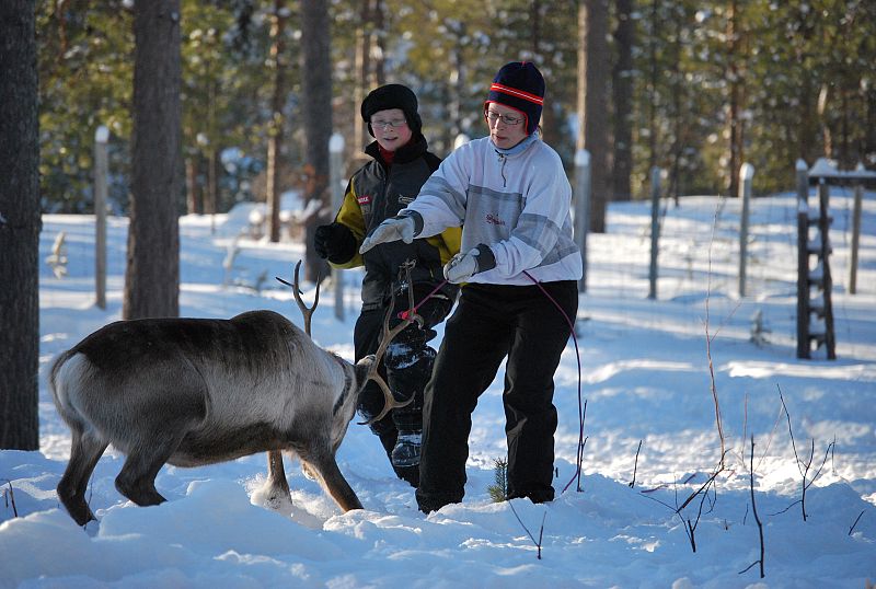 Renos en Laponia