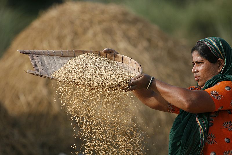 Una mujer secando arroz en una granja de Dhaka, Bangladesh