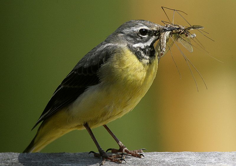 Aguzanieves amarillo