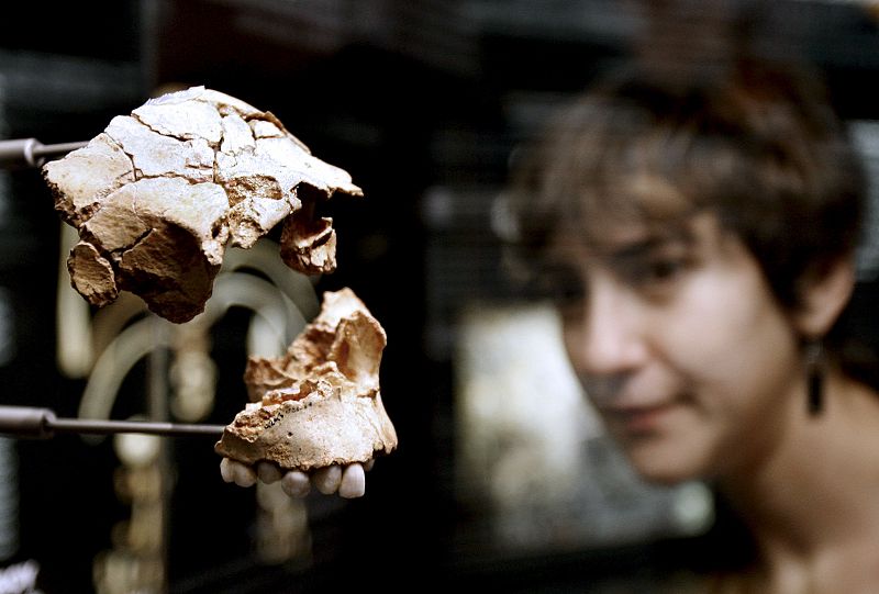 Fósiles de Atapuerca